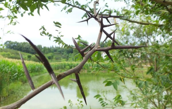 黃體不足的中醫治療，建議收藏