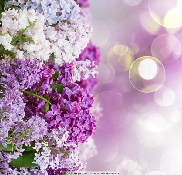 分享圖片，唯美浪漫丁香花