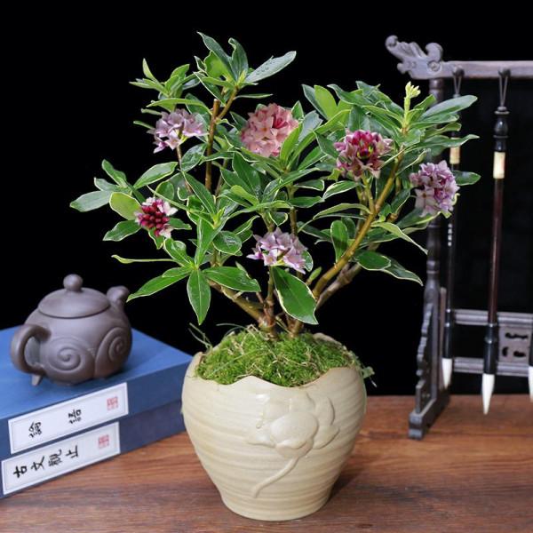 7種“富貴花”，平時一般般，過年才開花，擺家裡，好運連連