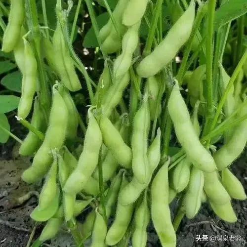 告訴你幾個促進作物質優產量高的‘‘施用劑’’及配方