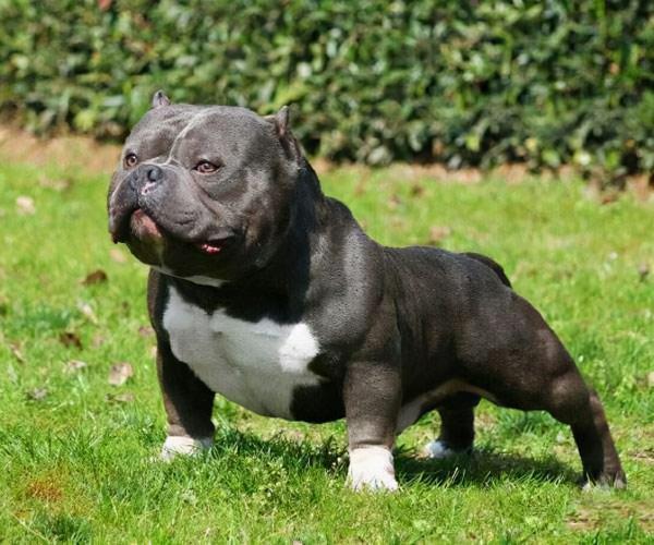 惡霸犬號稱犬界“愛馬仕”，價格為何這麼貴？它到底哪裡吸引人？