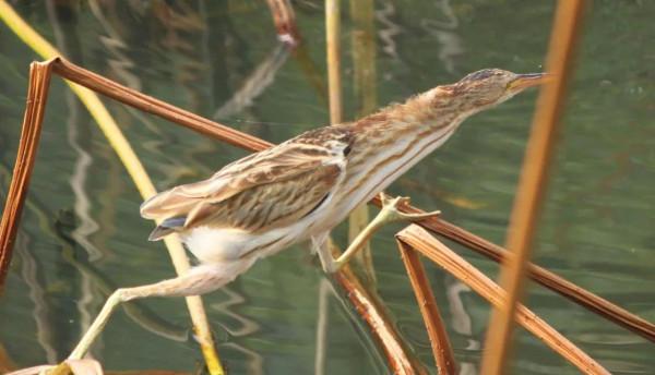“尖叫雞”原型——黃葦鳽:任爾風吹雨打,我自巋然不動 “尖叫雞”原型——黃葦鳽:任爾風吹雨打,我自巋然不動