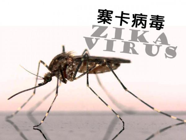 花蚊子到中國不足50年，導致人們無法乘涼，它到底是何方神聖？