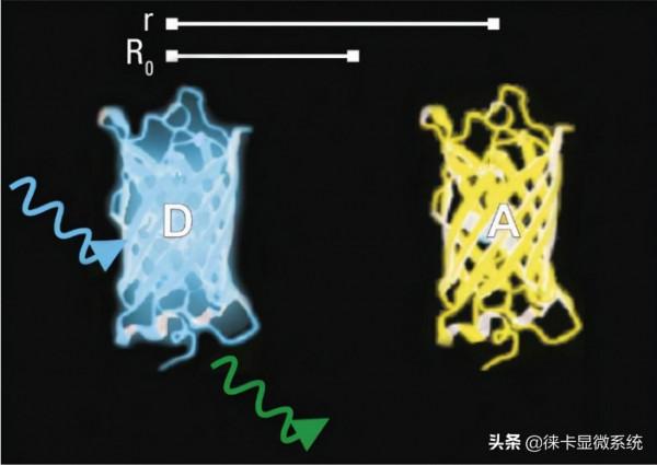 徠卡共聚焦課堂第11講：熒光壽命成像與熒光共振能量轉移
