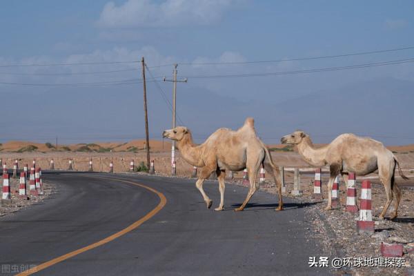 阿拉善盟，在哪裡？中國駱駝之鄉