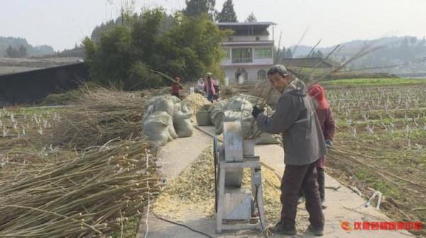 廢棄桑枝變廢為寶成&OpenCurlyDoubleQuote;藥材&rdquo;，療效多