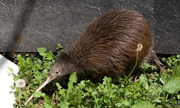 “紐西蘭”現狀：帶你看看一個真實的紐西蘭