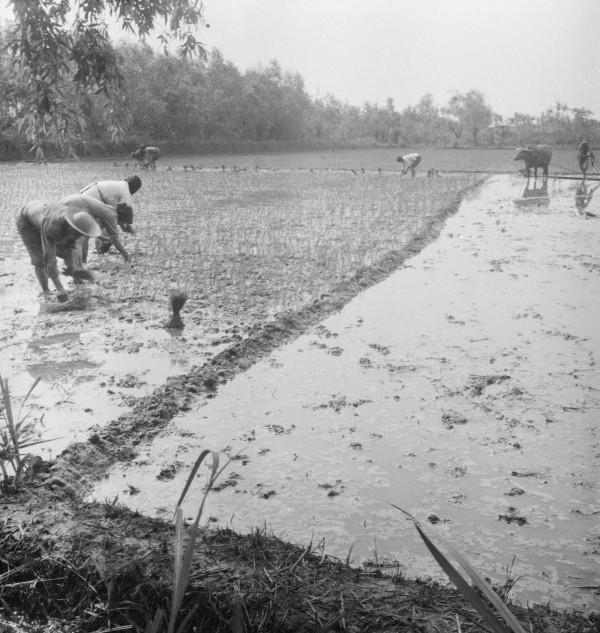 遠征軍被鬼子圍追堵截，多虧當地山民幫助，成功的撤入了印度