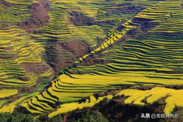 羅平馬街，一個把田地種成了風景畫的地方，山區賞花正當時哦