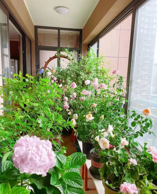 封閉陽臺也爆花!4個優秀案例,面積2.4m²-9m²,總有一個給你靈感 封閉陽臺也爆花!4個優秀案例,面積2.4m²-9m²,總有一個給你靈感