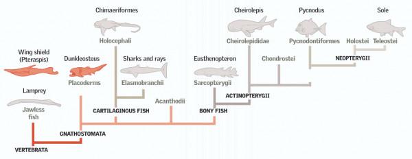 奇妙的魚類進化雜談