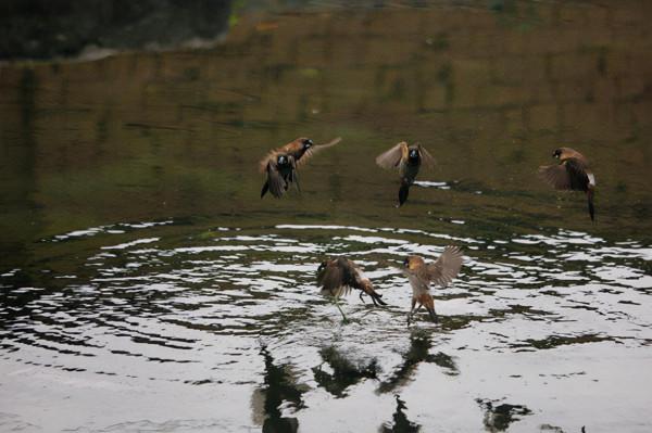 有誰知道這麻雀叼啄青苔有啥作用