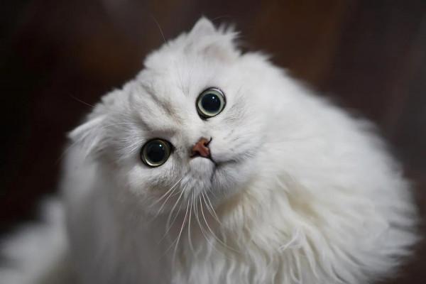 十二星座都適合養什麼貓?看到天蠍座的,不好意思沒忍住笑哈哈哈 十二星座都適合養什麼貓?看到天蠍座的,不好意思沒忍住笑哈哈哈