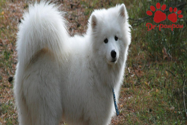 爪爪博士問診靠譜嗎 狗膿皮症會不會傳染人 爪爪博士問診靠譜嗎 狗膿皮症會不會傳染人