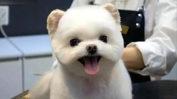 “這狗我不想要了,安樂死了吧!”愛狗可以!養狗,請三思 “這狗我不想要了,安樂死了吧!”愛狗可以!養狗,請三思