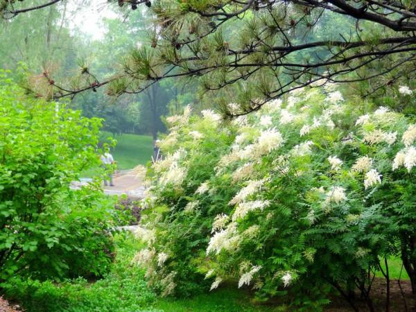 城市綠化的最佳樹種之一——珍珠梅 城市綠化的最佳樹種之一——珍珠梅
