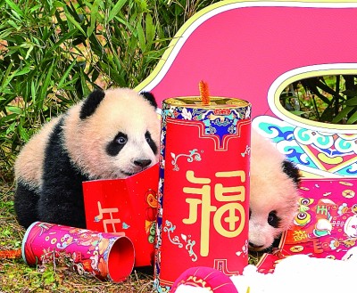 熊貓寶寶拜年啦