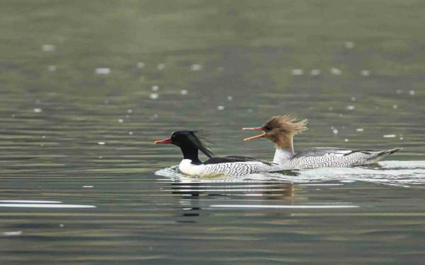 婺源樂安江上的中華秋沙鴨（2021.12.9）