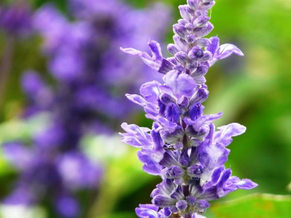 100種常見花卉的播種栽培大全,送給愛養花的你 100種常見花卉的播種栽培大全,送給愛養花的你