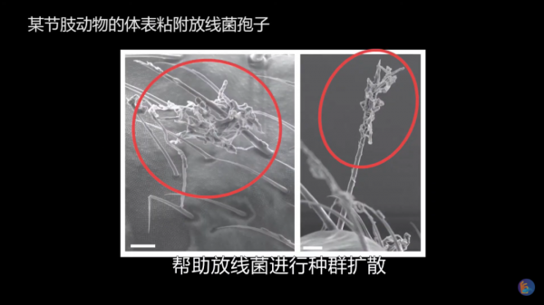 吃魚萬惡之源——淡水魚的土腥味及其去除 吃魚萬惡之源——淡水魚的土腥味及其去除