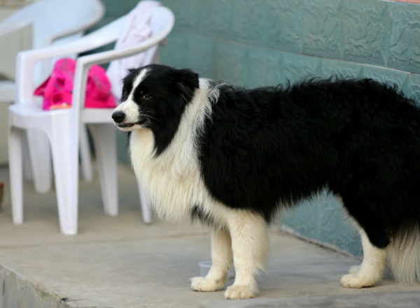 “買狗一時爽，養狗火葬場”的幾種狗，不能盲目入手