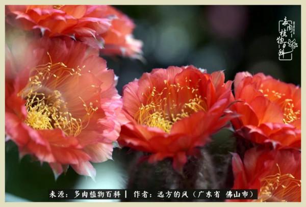 我若盛開，蝴蝶愛來不來