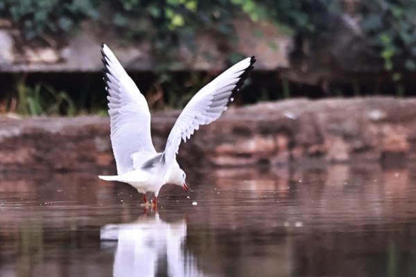 這群“熟客”又來,在富源縣玉順湖逗留 這群“熟客”又來,在富源縣玉順湖逗留
