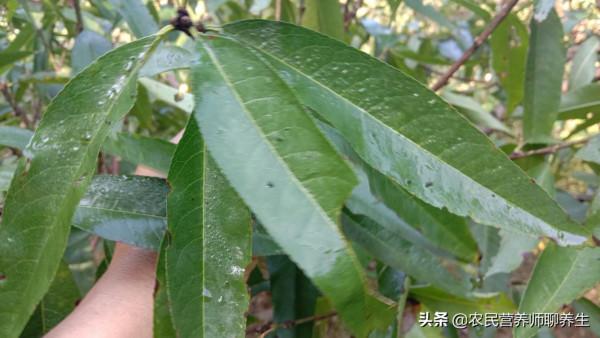 你知道桃樹葉還能煮水嗎，我也是剛知道，價值可不少