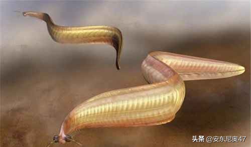 寒武紀生物介紹——皮卡蟲 寒武紀生物介紹——皮卡蟲