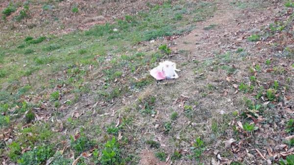 博美犬被遺棄在深山裡,四肢癱瘓無法動彈:也曾是誰家的小可愛 博美犬被遺棄在深山裡,四肢癱瘓無法動彈:也曾是誰家的小可愛