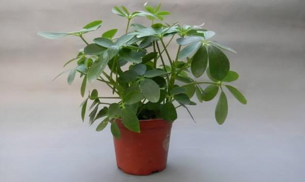 廁所有“蛋腥味”，就養這3種花，吸臭、去腥，“開花”還特香