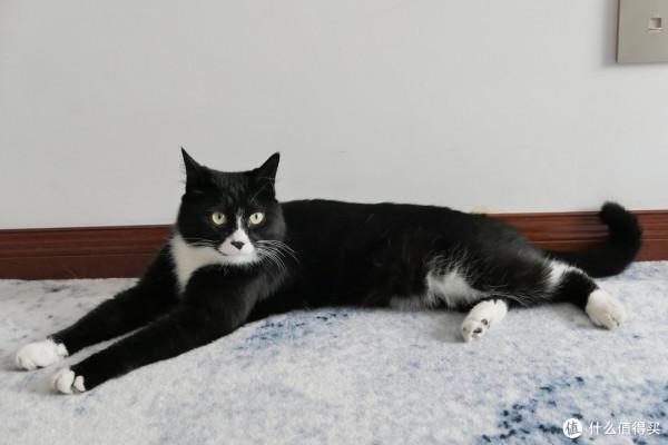 養三隻貓是一種怎樣的體驗？過來人的養貓（勸退）指南