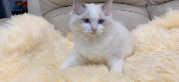 可愛布偶找新家