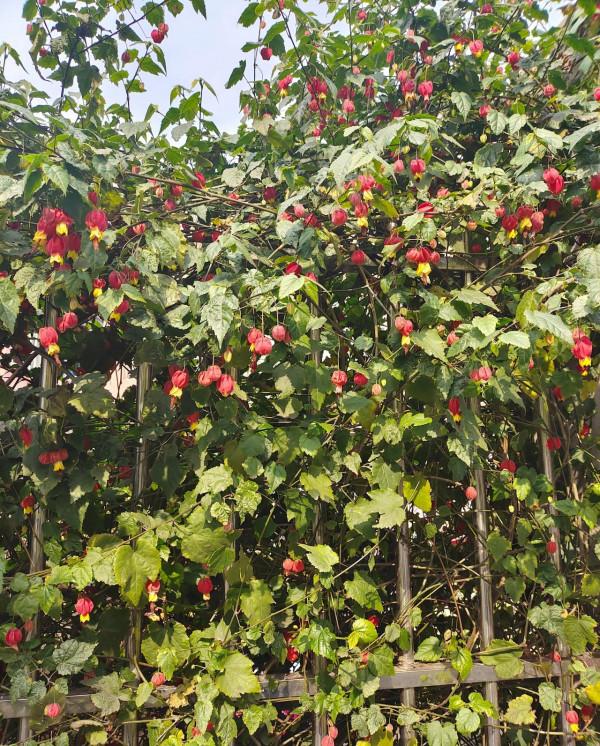 陽臺養盆&OpenCurlyDoubleQuote;喜慶花&rdquo;，花色紅豔，花很多不停長，變成一片小森林