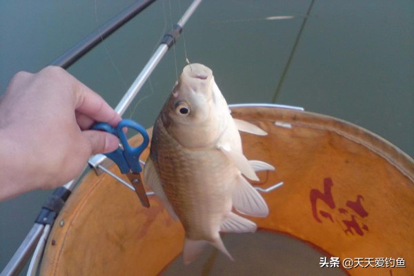 釣鯽魚，子線應該怎麼選？多長最合適？