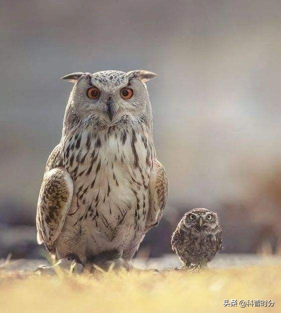 不同動物眼中的世界，看完你還相信我們看到的世界才是真實的嗎？