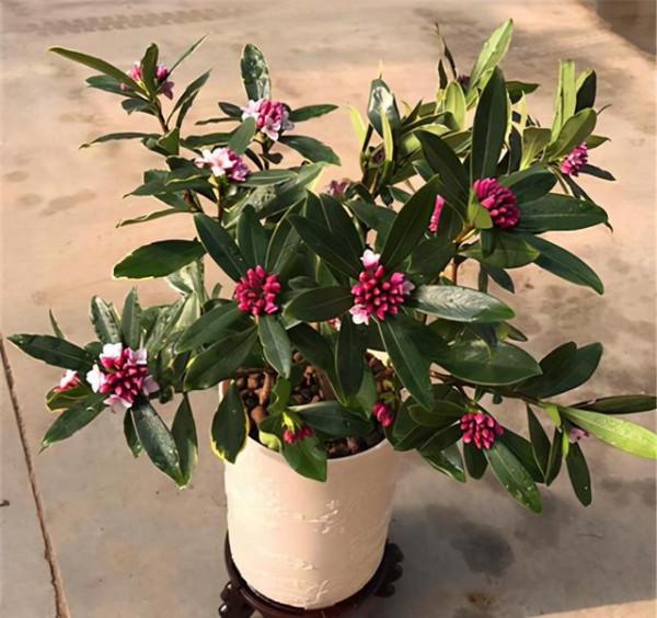 7種“吉利花”，冷天“扦插”更合適，溫度合適“利於”生根