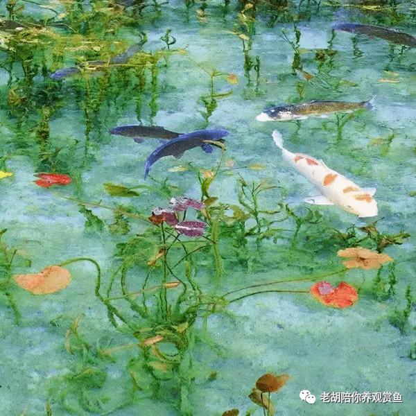 魚缸是否必須要加氣泵 魚缸是否必須要加氣泵