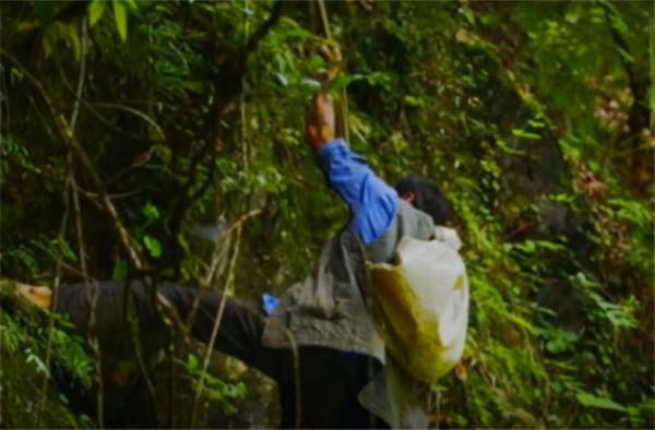 最後的採燕窩人：貴的一斤2萬6，兒子寧願打工也不學