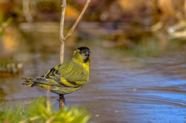 分享圖片&mdash;&mdash;美麗的金絲雀集錦