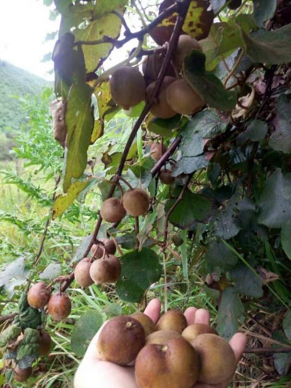 20種美味的野果子,你還記得幾種?一起來認識下,漲知識不吃虧 20種美味的野果子,你還記得幾種?一起來認識下,漲知識不吃虧