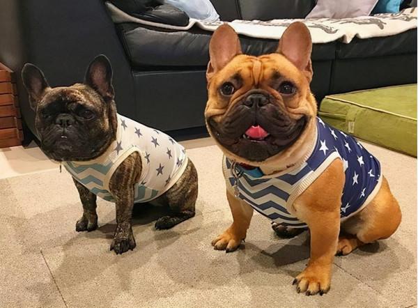 有實力的人，才能養得起這6種狗，個個都是“土豪”