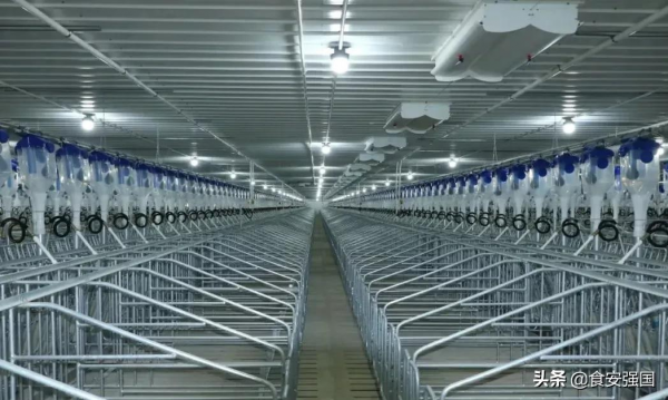 雲南神農集團廣西雷平6000頭正壓空氣過濾母豬場建設完成