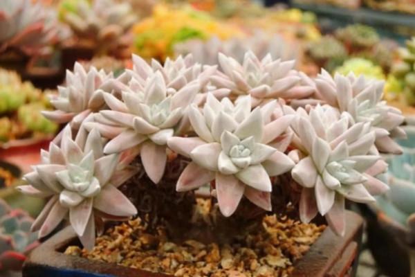 多肉植物“穿裙子”怎麼辦？學會一招變漂亮，後期狀態美