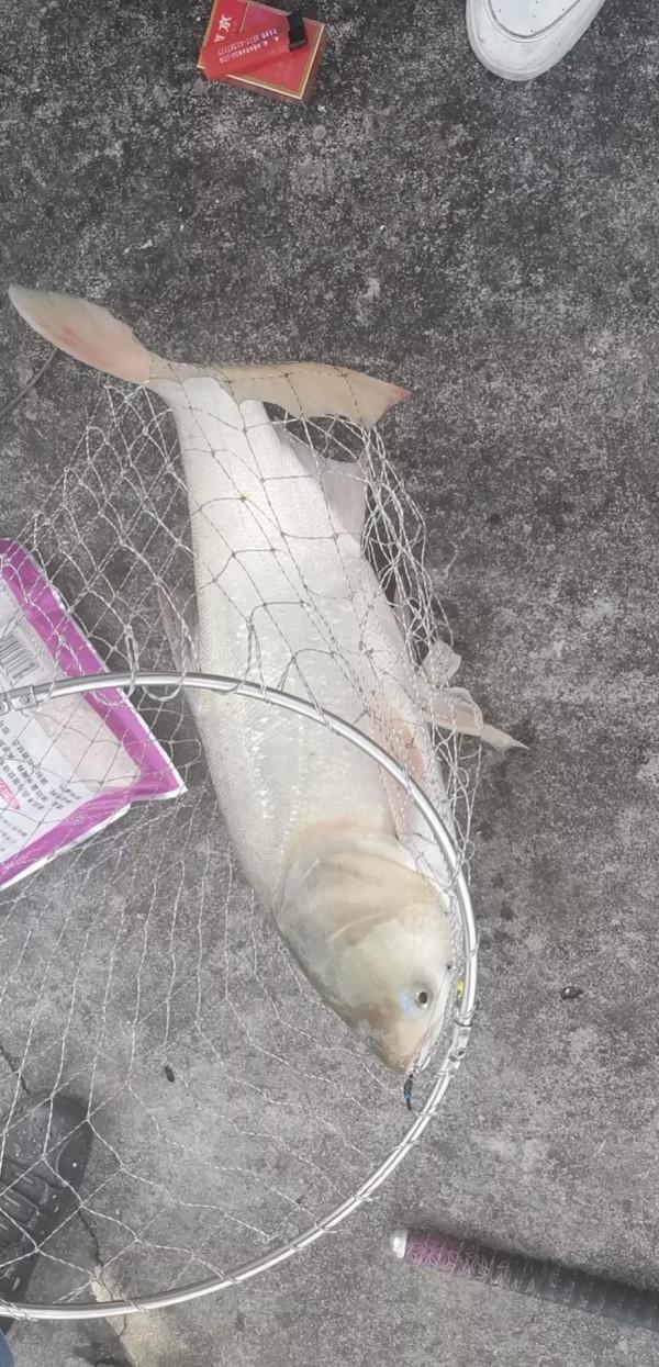 中秋節快樂 野塘釣鰱之二 中秋節快樂 野塘釣鰱之二