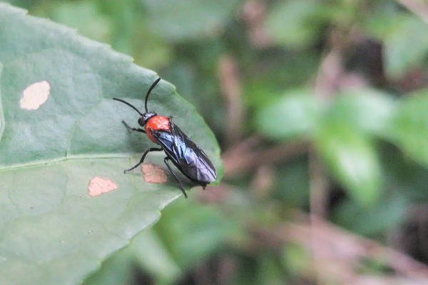 有罕見物種,福建膜翅目昆蟲生態攝影展,共計22種 有罕見物種,福建膜翅目昆蟲生態攝影展,共計22種