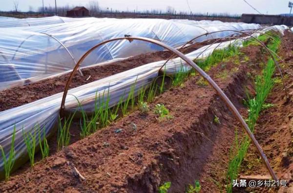 春季種植小香蔥，防寒防病蟲害的小妙招，趕緊收藏