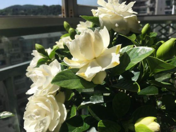 做好這5件事，梔子花在你家也能養好，葉子油綠，開花爆盆