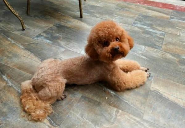 就算和泰迪“很熟”，也不要做這些事，它們不喜歡