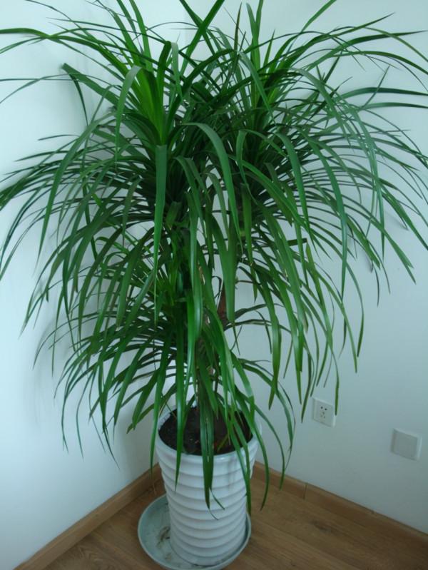 知道了龍血樹，我決定買回家一盆